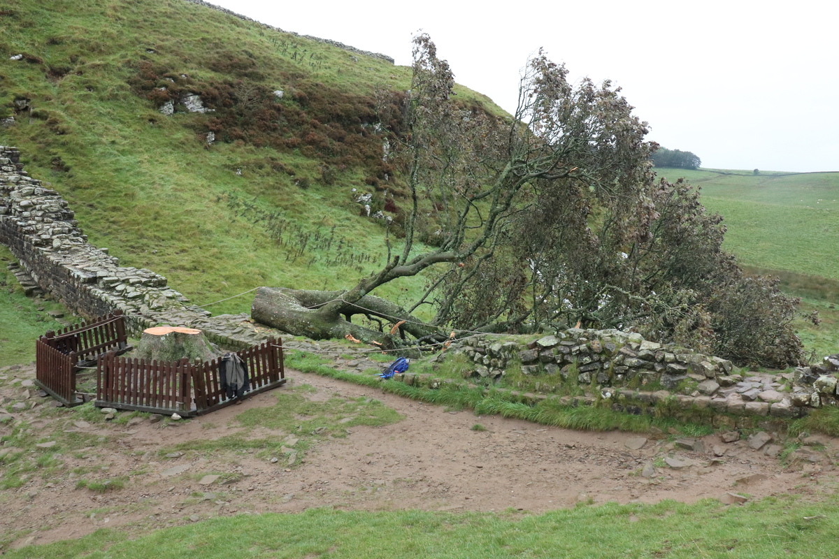 Sycamore Gap Oct 23 by Dave Strother